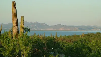 Loma Vista Lot 0886 Biznaga Entre 20 Y 21 — Land for sale in La Paz