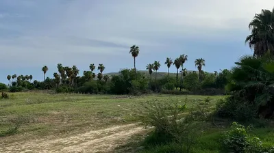 Oasis Mango Huerta — Land for sale in San José del Cabo