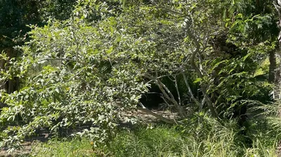 Lote Huerta Vieja S/N Nicolas Bravo — Land for sale in Pacific Coast