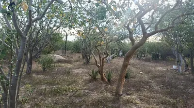 Torote Lot — Land for sale in La Paz