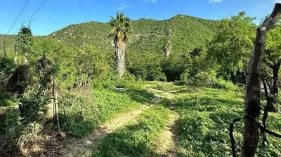 Orchard Land San Bartolo BCS — Land for sale in East Cape