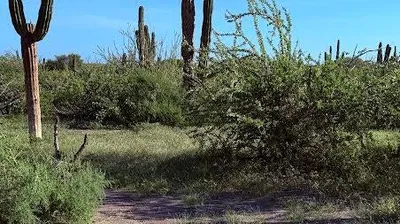 Beach Lote 62 — Land for sale in La Paz